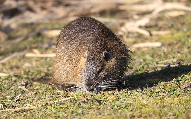 A brown rodent foraging on grass in a natural outdoor setting. The animal's wet fur and long whiskers are clearly visible, highlighting its adaptation to wetland environments.