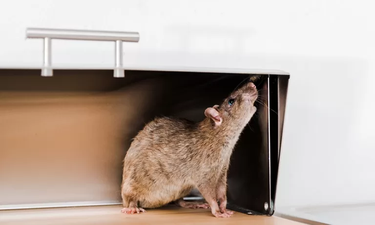 How to Keep Rodents Out of Your Restaurant in 7 Steps