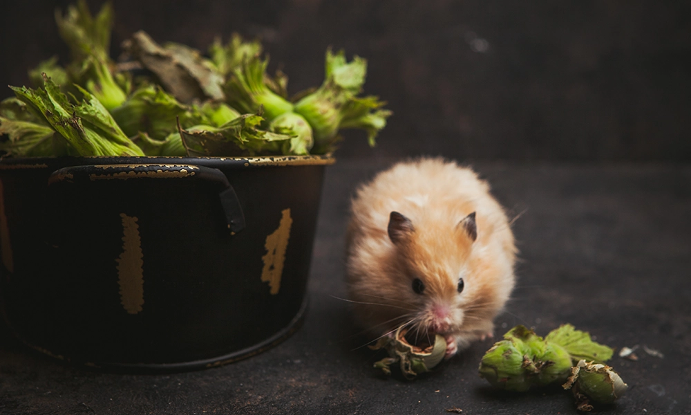 A rodent nibbling on a hazelnut shell, sitting next to a black container filled with fresh green hazelnuts. The dark background and soft lighting create a cozy, rustic atmosphere.