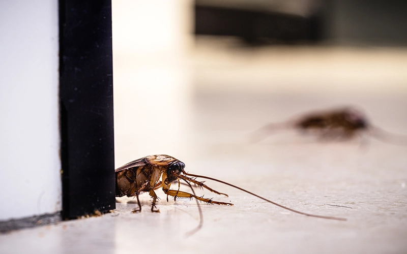 Close-up of a cockroach peeking out from behind a door frame, highlighting a common household pest problem.