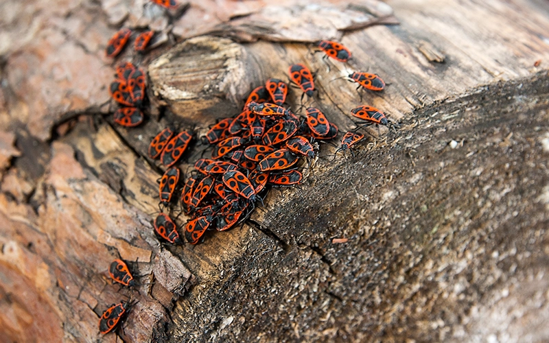 A cluster of red and black firebugs gathered on the surface of a tree trunk. The bright red color and distinctive black markings on the bugs create a striking contrast against the rough, earthy texture of the wood.