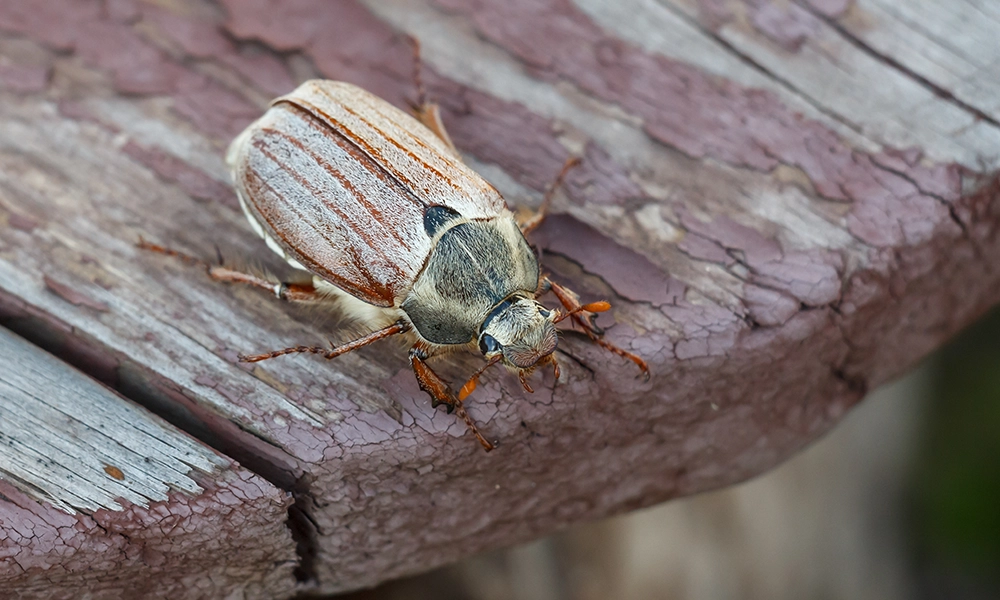 A close-up of a large beetle with a brown, segmented shell and orange legs resting on a piece of weathered wood. The texture of the beetle’s shell and the wood’s cracked surface give the image a rugged, natural feel.