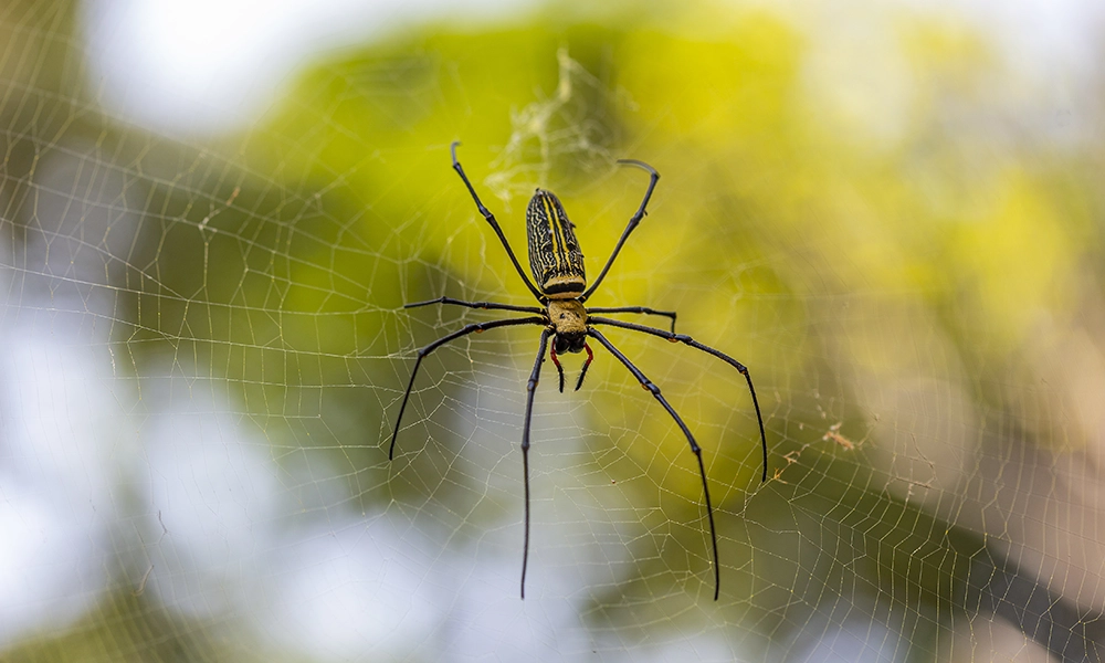 A close-up of a large spider perched on its intricate web, set against a blurred background of green foliage, highlighting the details of the spider's body and web structure.