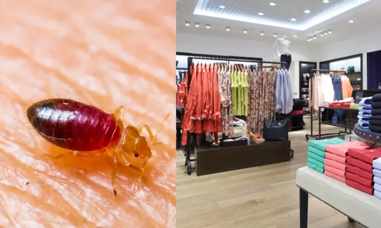 Close-up of a bed bug on human skin paired with an image of a retail clothing store, emphasizing the potential presence of bed bugs in retail environments and the importance of pest prevention.