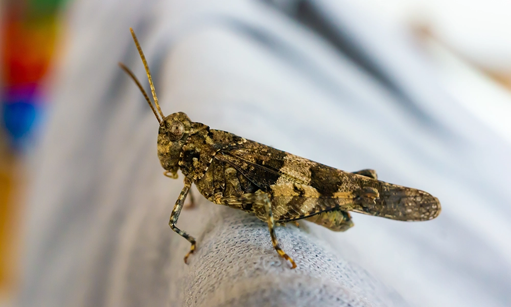Close-up of a brown insect perched on fabric, symbolizing the issue of bugs that damage clothes and tips for removing them from closets.