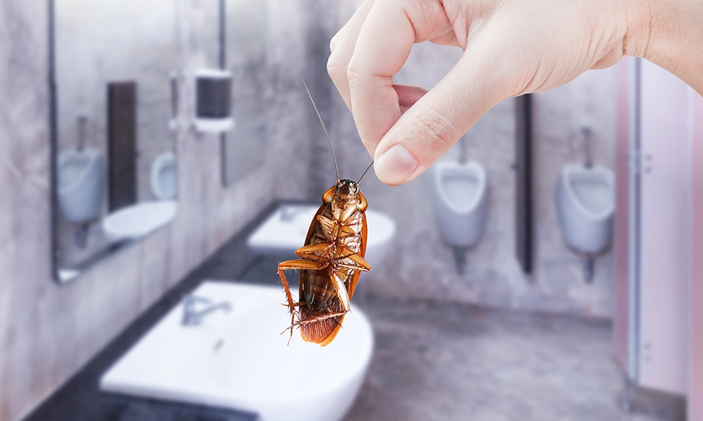 Hand holding a cockroach in a commercial bathroom, highlighting the importance of pest control in maintaining hygiene in business spaces.