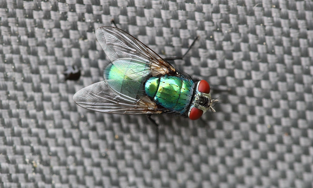 Close-up of a housefly on a textured surface, emphasizing the need for effective fly management and pest control in restaurant settings.