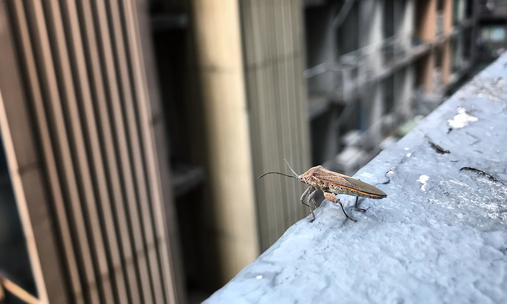 Close-up of a bug perched on a building ledge, highlighting how empty buildings can attract pests and create ideal breeding grounds.